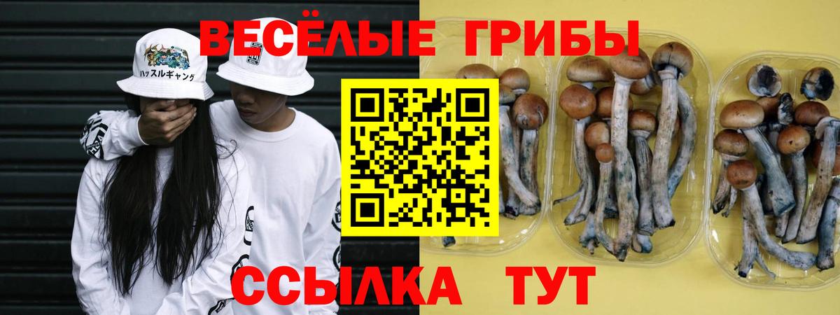 Лесной  Галлюциногенные грибы Psilocybe  Вход с VPN 